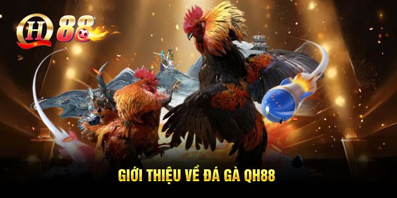 Giới thiệu về đá gà QH88